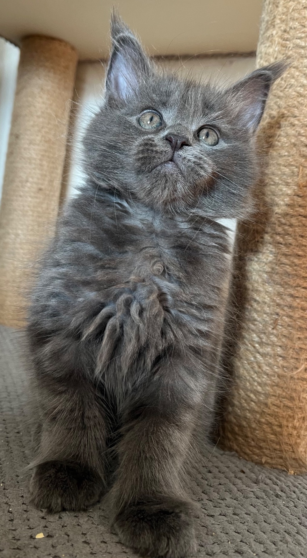 Кошеня Мейн-кун дівчинка