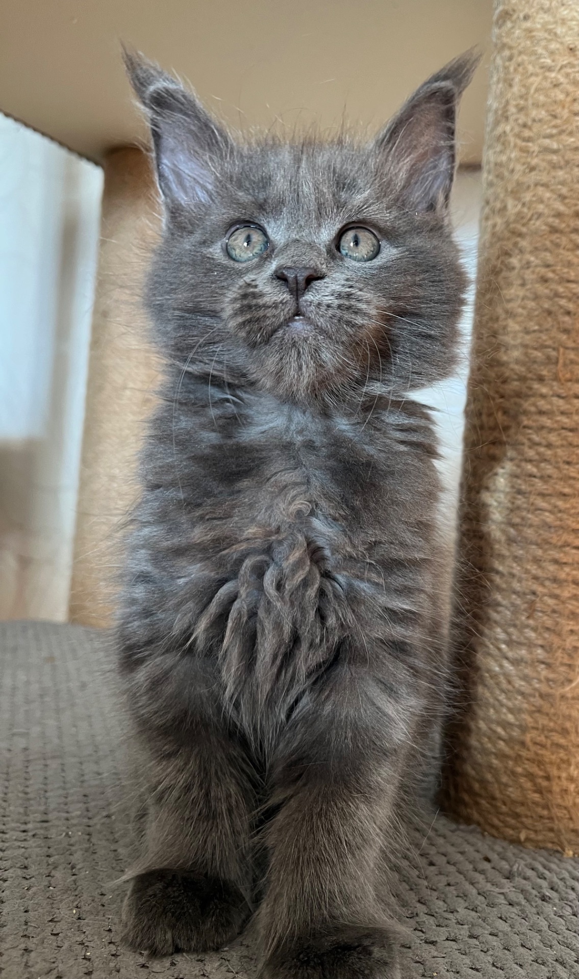 Кошеня Мейн-кун дівчинка