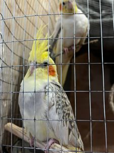 Корелла девочка