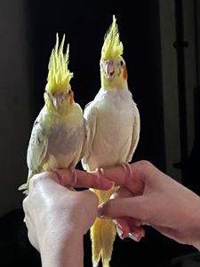 Корелла девочка