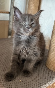 Кошеня Мейн-кун дівчинка