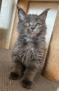 Кошеня Мейн-кун дівчинка