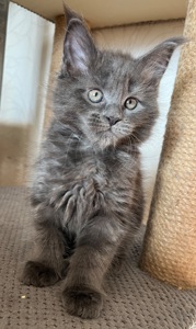 Кошеня Мейн-кун дівчинка