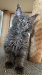 Кошеня Мейн-кун дівчинка