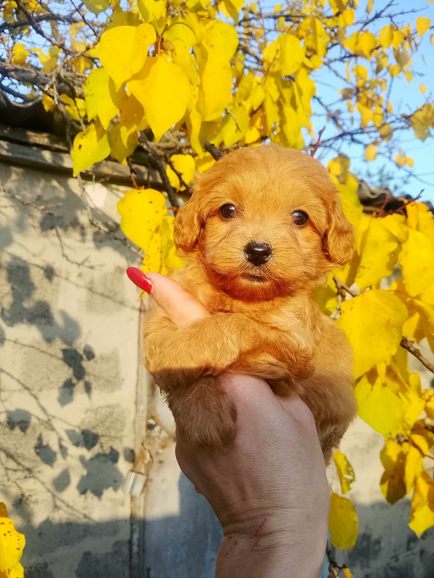 Мальтипу F1 девочки