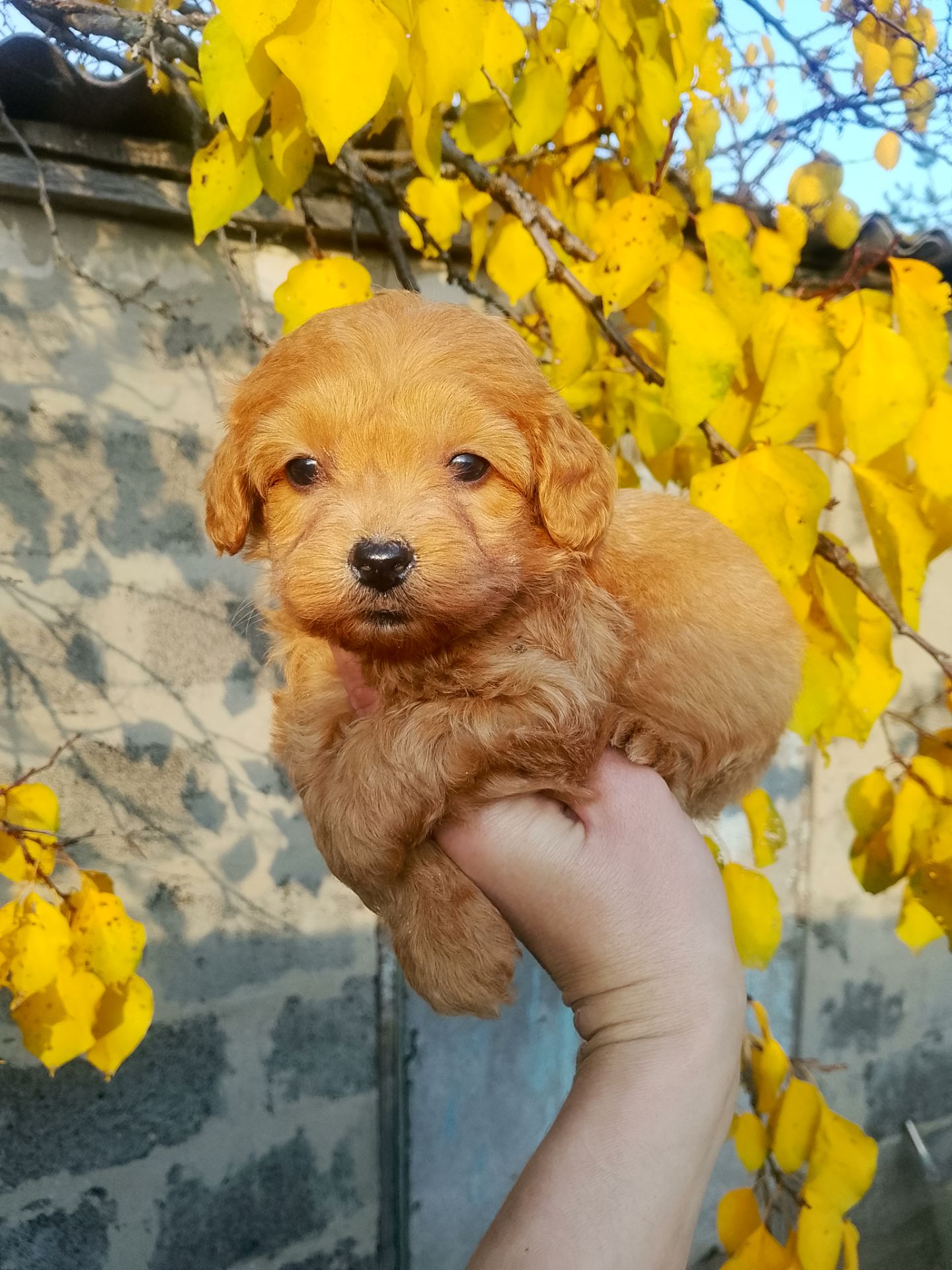 Мальтипу F1 девочки