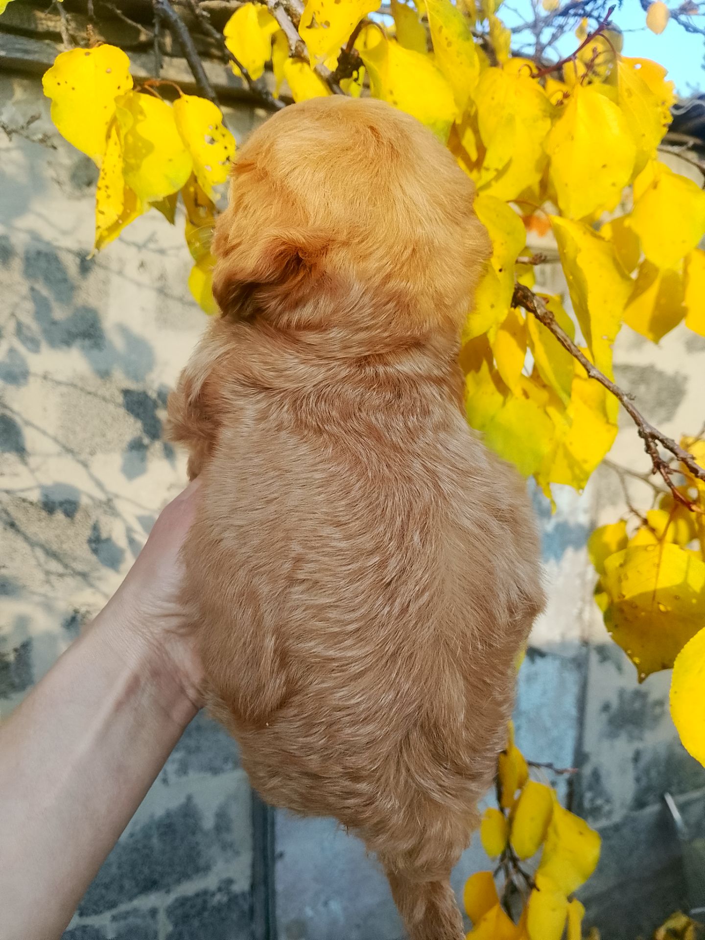 Мальтипу F1 девочки