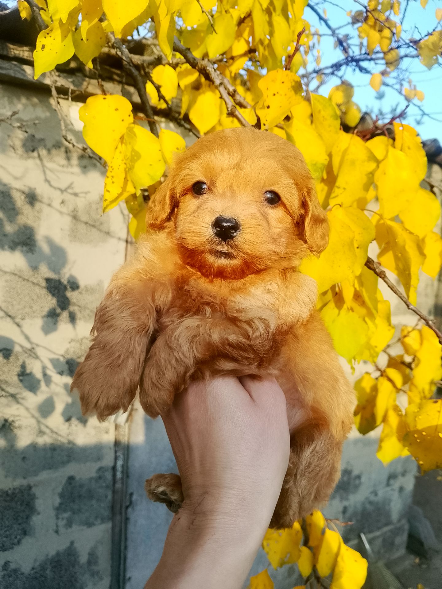 Мальтипу F1 девочки