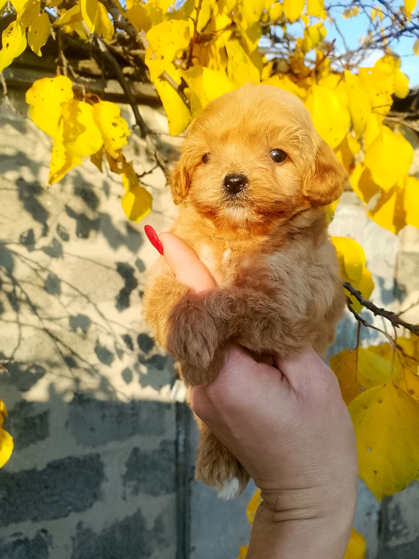 Мальтипу F1 девочки