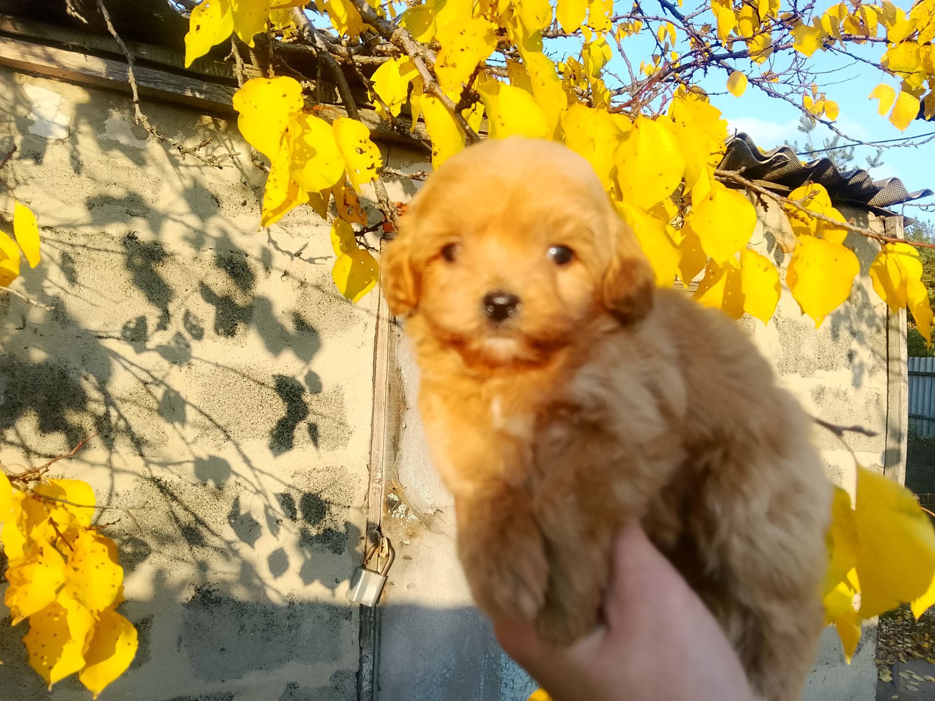 Мальтипу F1 девочки