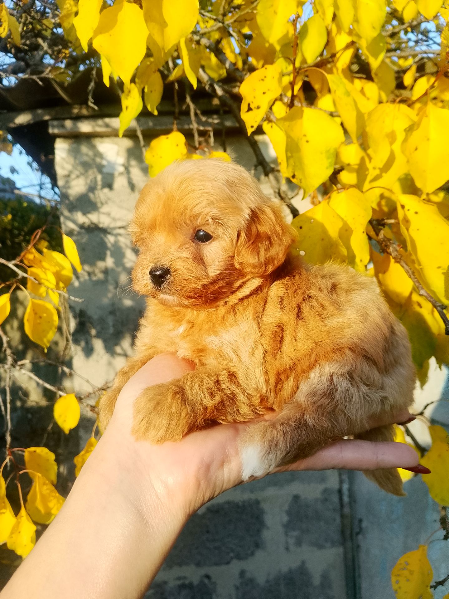 Мальтипу F1 девочки