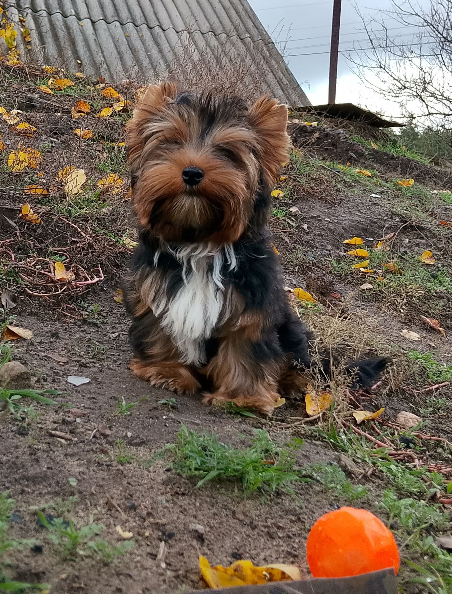 Йоркширский терьер мальчик