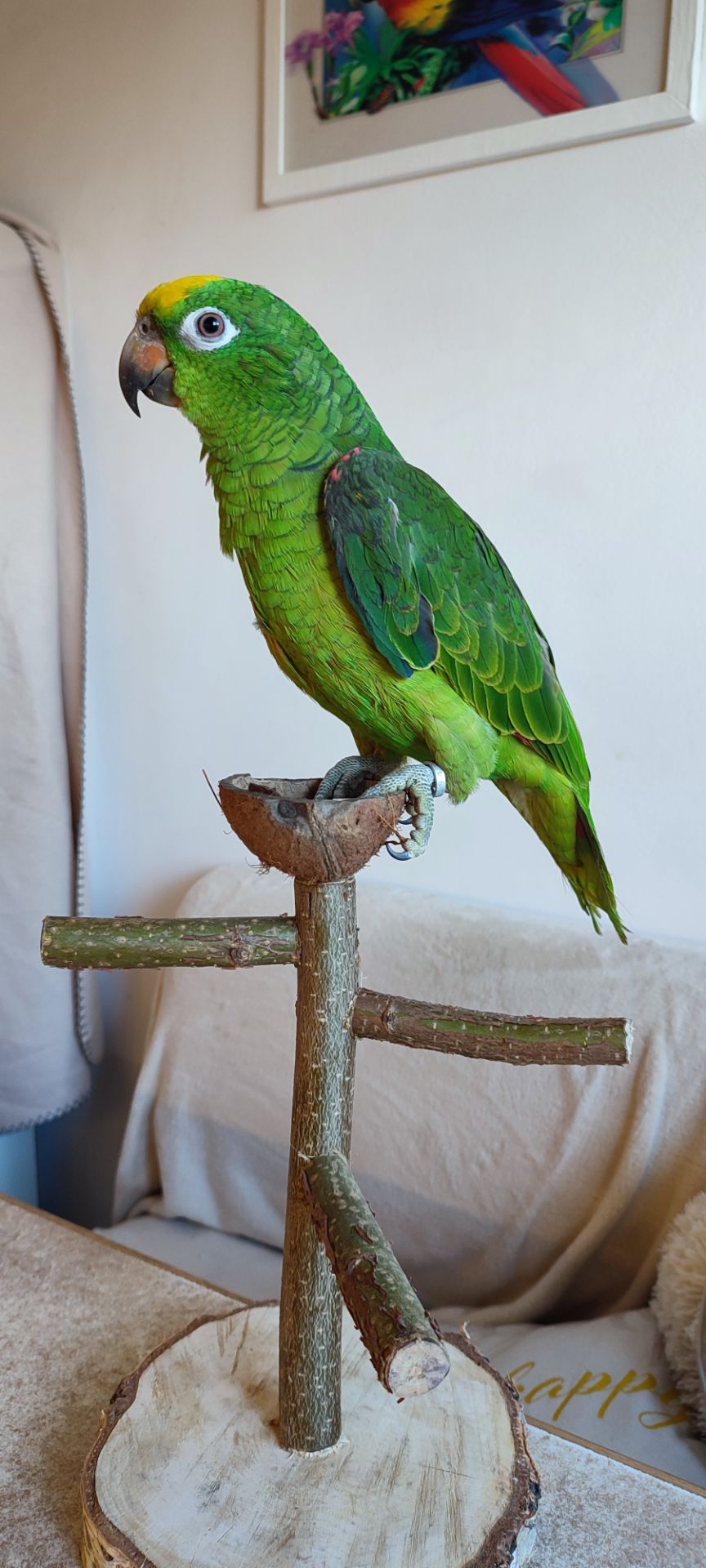 Папуги амазони ручні догодованці