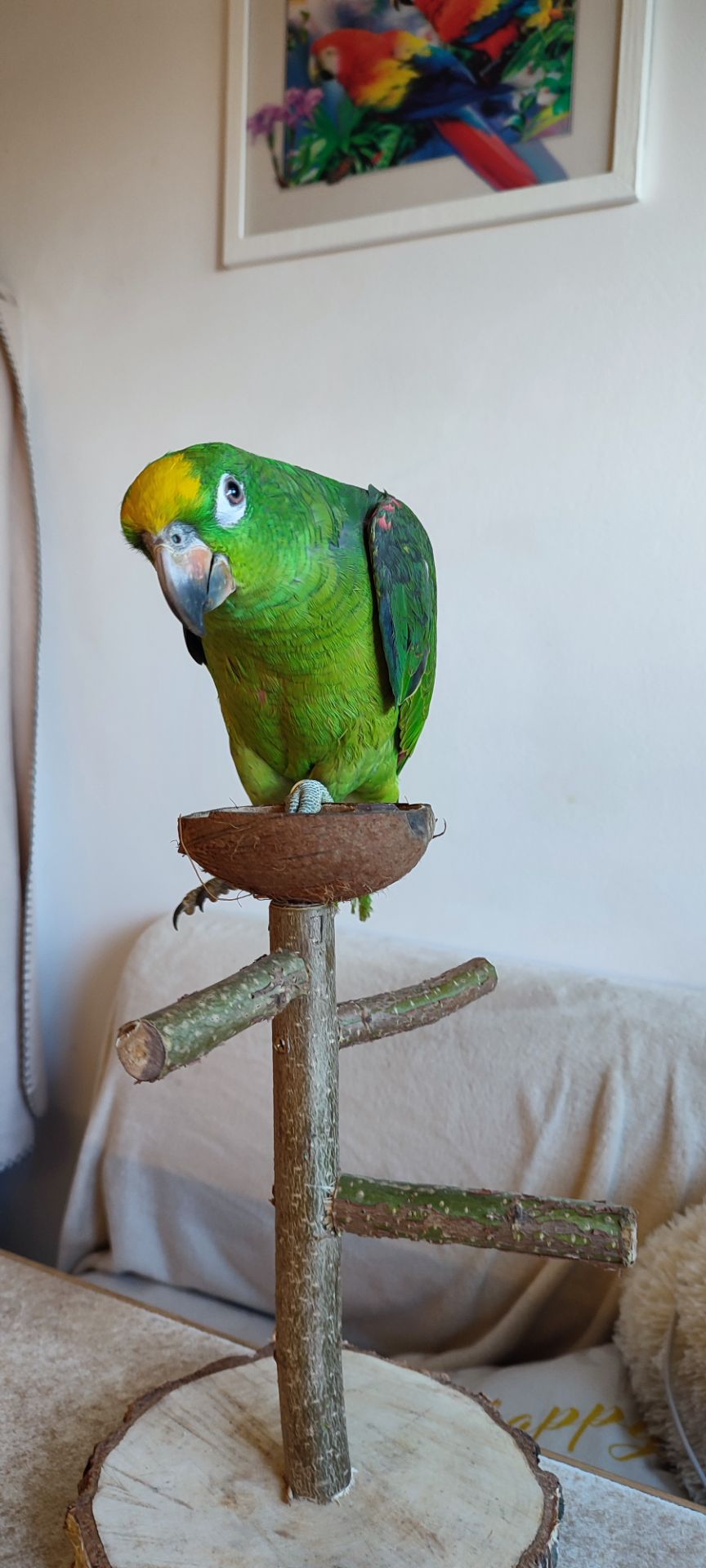 Папуги амазони ручні догодованці