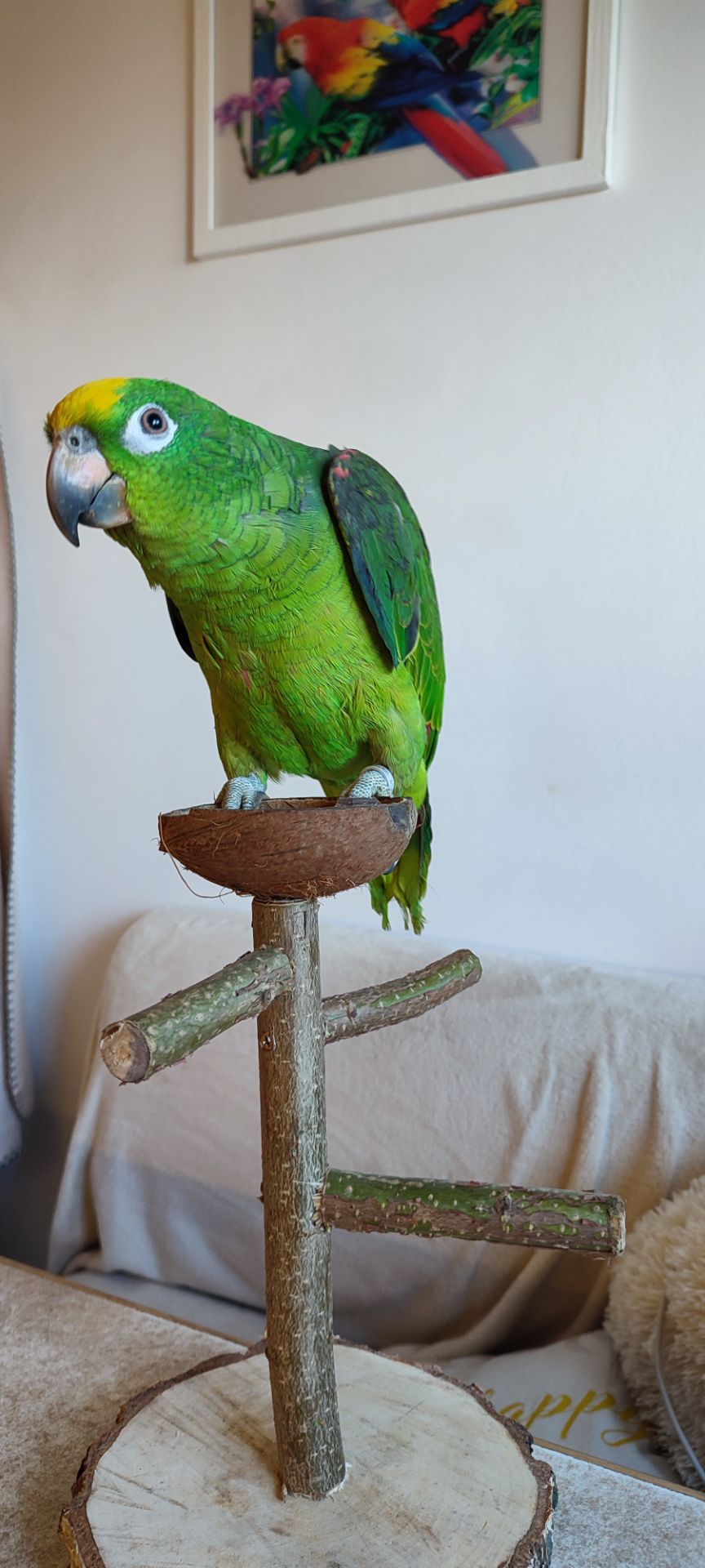 Папуги амазони ручні догодованці