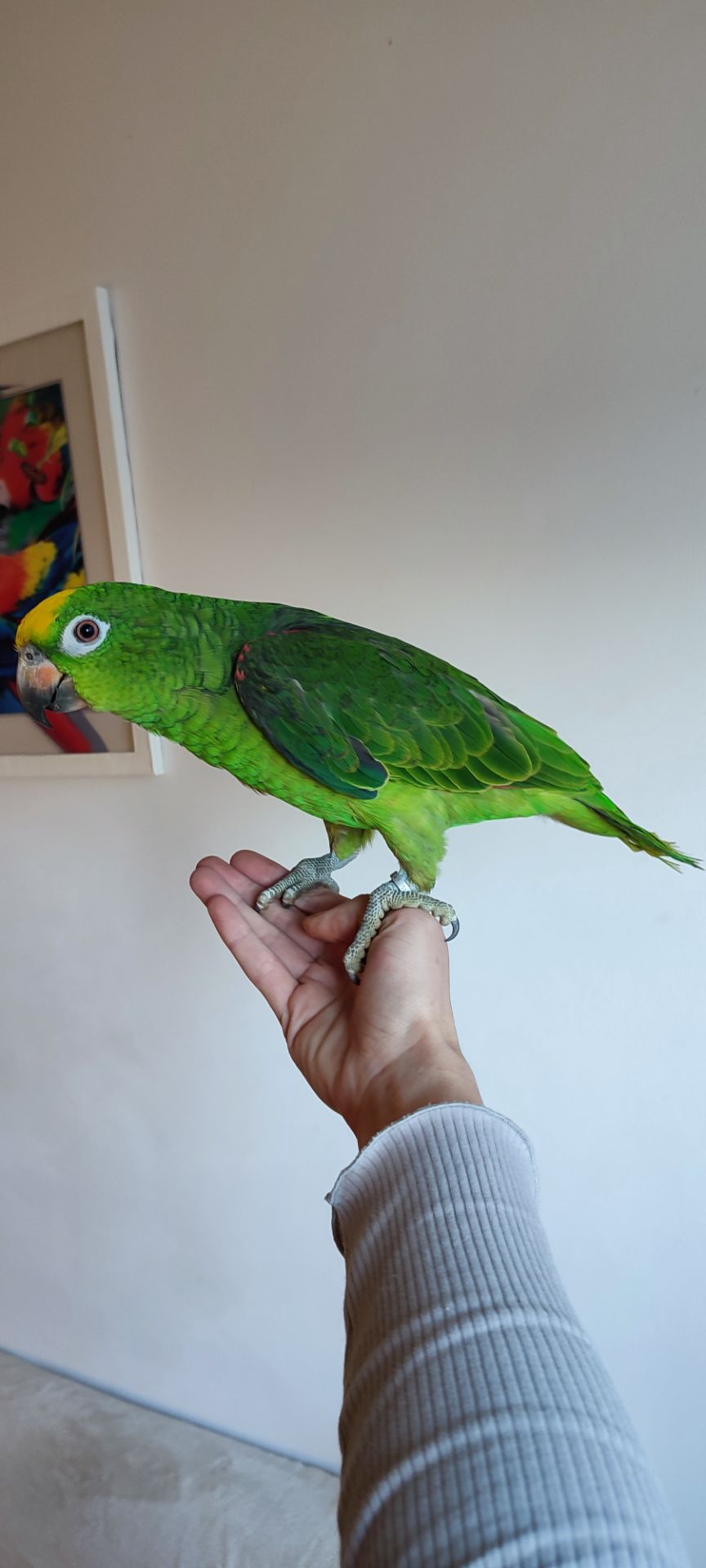 Папуги амазони ручні догодованці