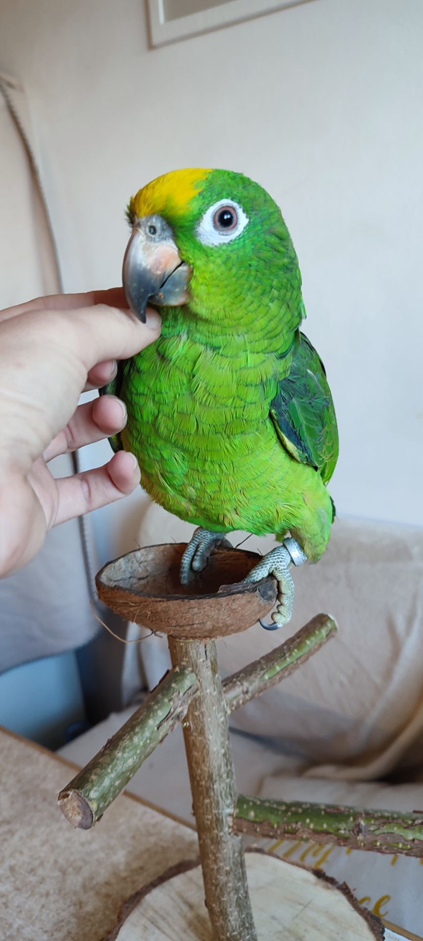 Папуги амазони ручні догодованці