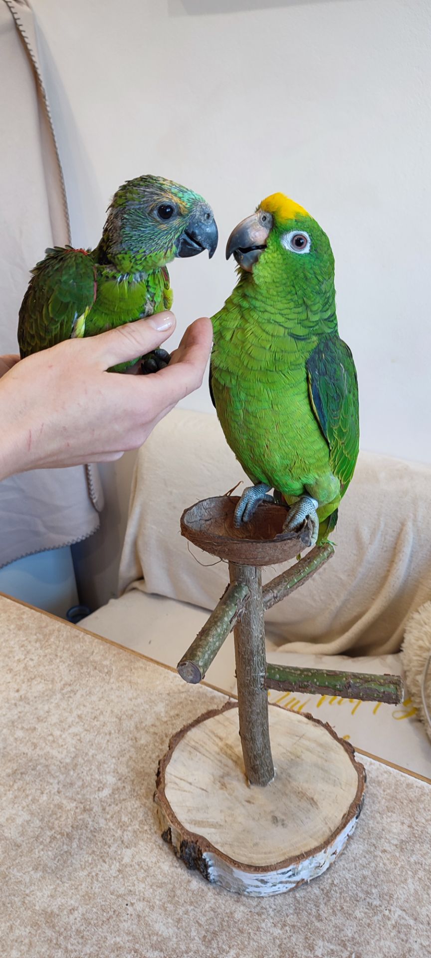 Папуги амазони ручні догодованці