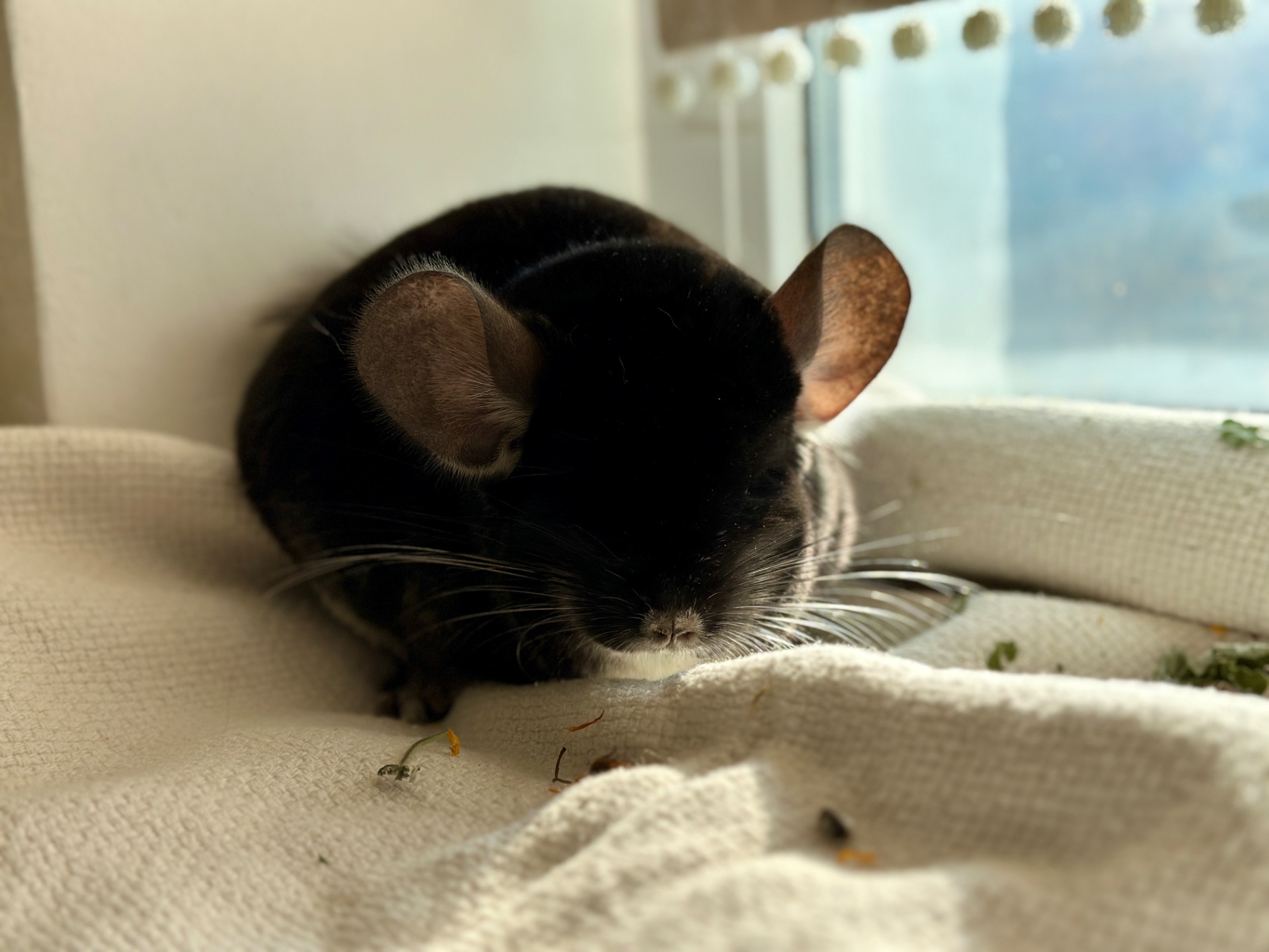 Шиншила хлопчик