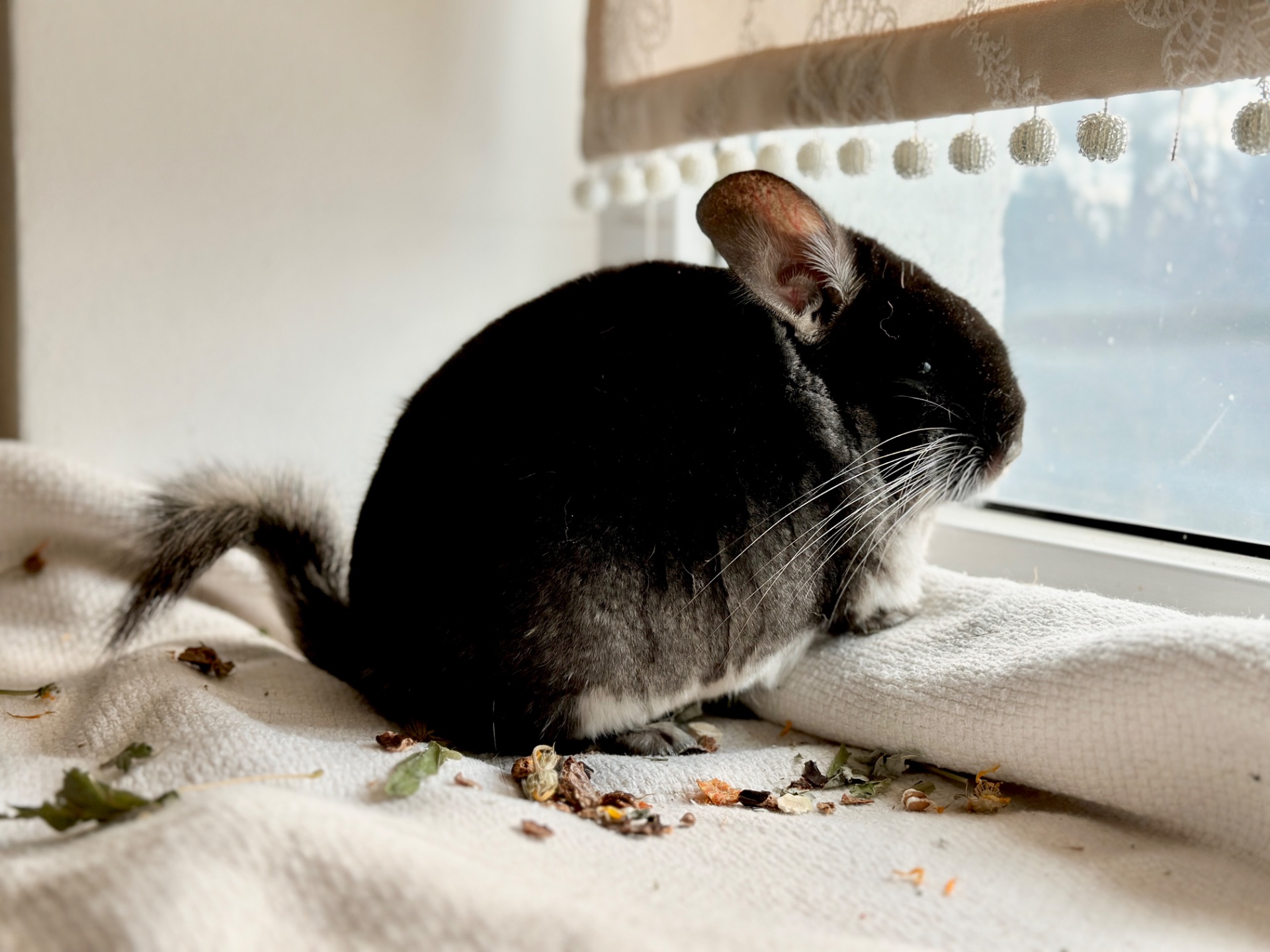 Шиншила хлопчик