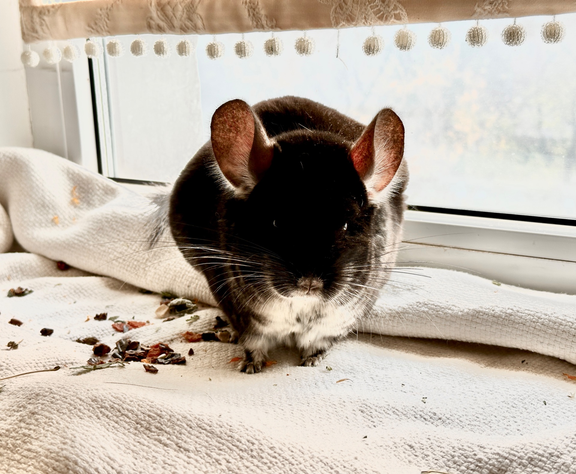 Шиншила хлопчик