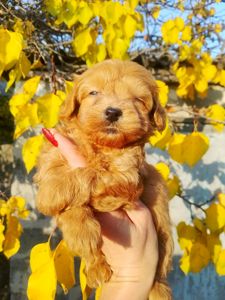 Мальтипу F1 девочки