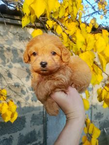 Мальтипу F1 девочки