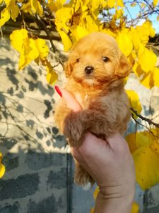 Мальтипу F1 девочки