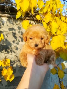 Мальтипу F1 девочки