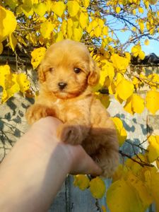 Мальтипу F1 девочки