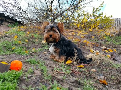 Йоркширский терьер мальчик