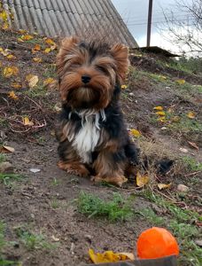 Йоркширский терьер девочка и мальчик