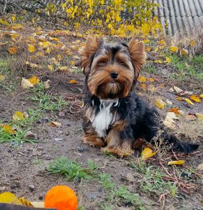 Йоркширский терьер мальчик