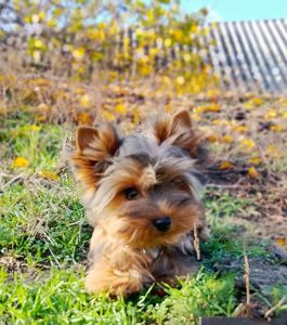 Йоркширский терьер девочка и мальчик