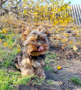 Йоркширский терьер девочка и мальчик