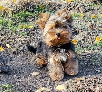 Йоркширский терьер девочка и мальчик