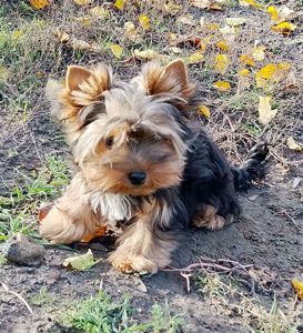 Йоркширский терьер девочка и мальчик