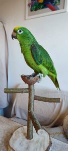 Папуги амазони ручні догодованці