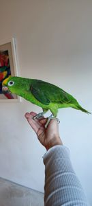 Папуги амазони ручні догодованці