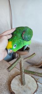 Папуги амазони ручні догодованці
