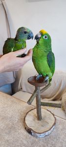 Папуги амазони ручні догодованці
