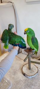 Папуги амазони ручні догодованці