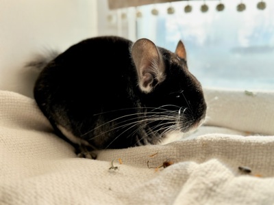 Шиншила хлопчик