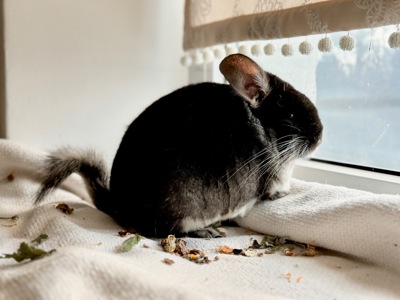 Шиншила хлопчик