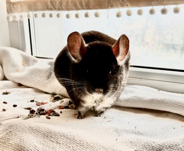 Шиншила хлопчик