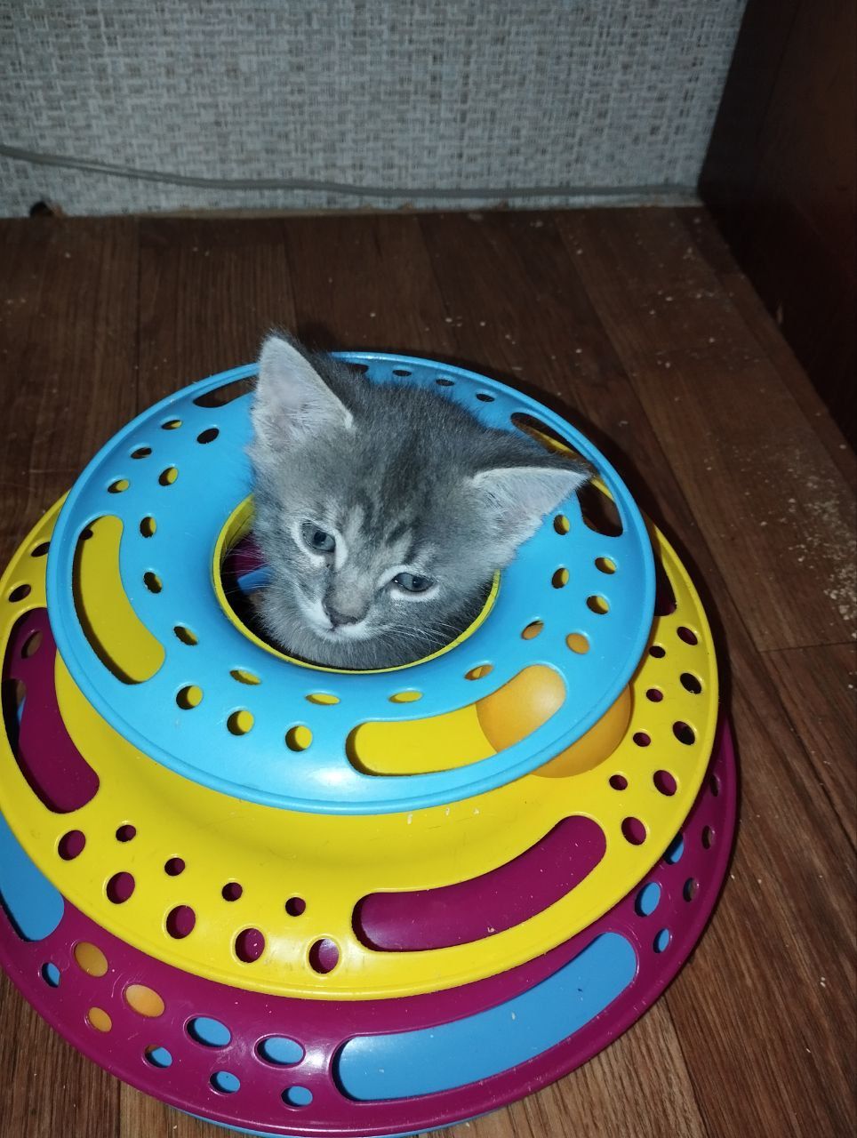 Кошеня, дівчинка 3 місяці