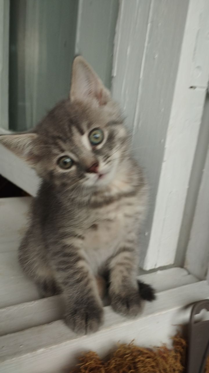 Кошеня, дівчинка 3 місяці