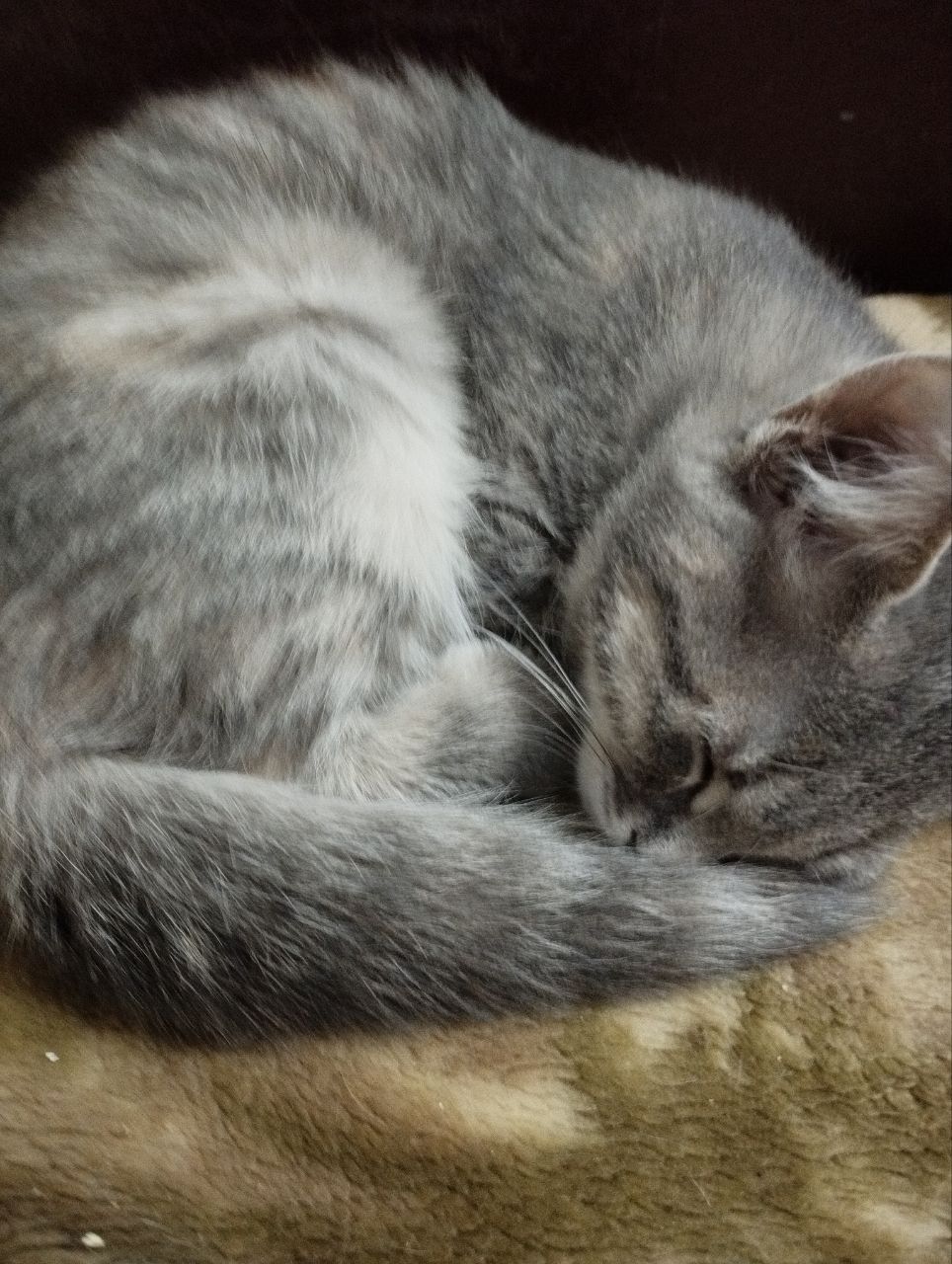 Кошеня, дівчинка 3 місяці