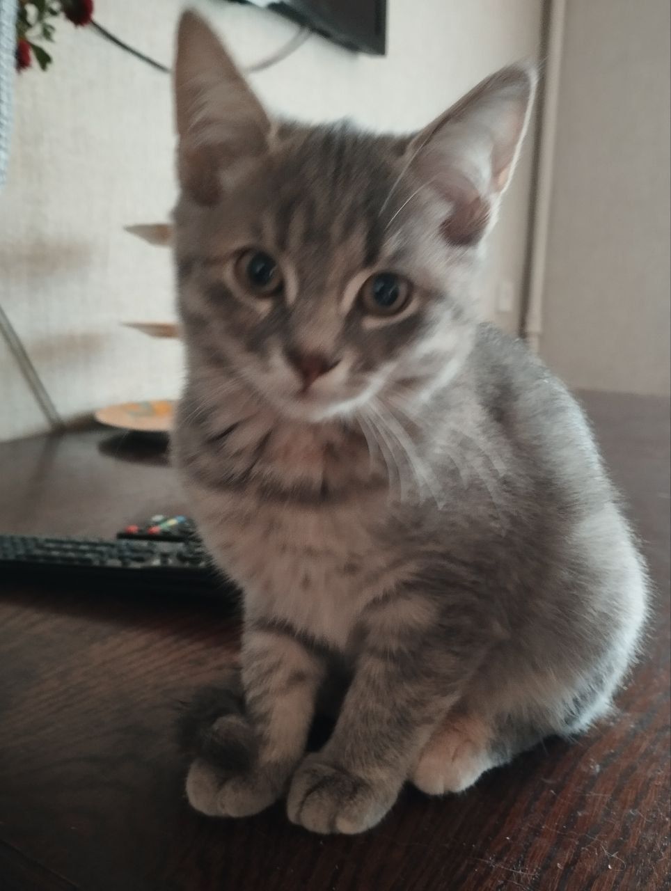 Кошеня, дівчинка 3 місяці