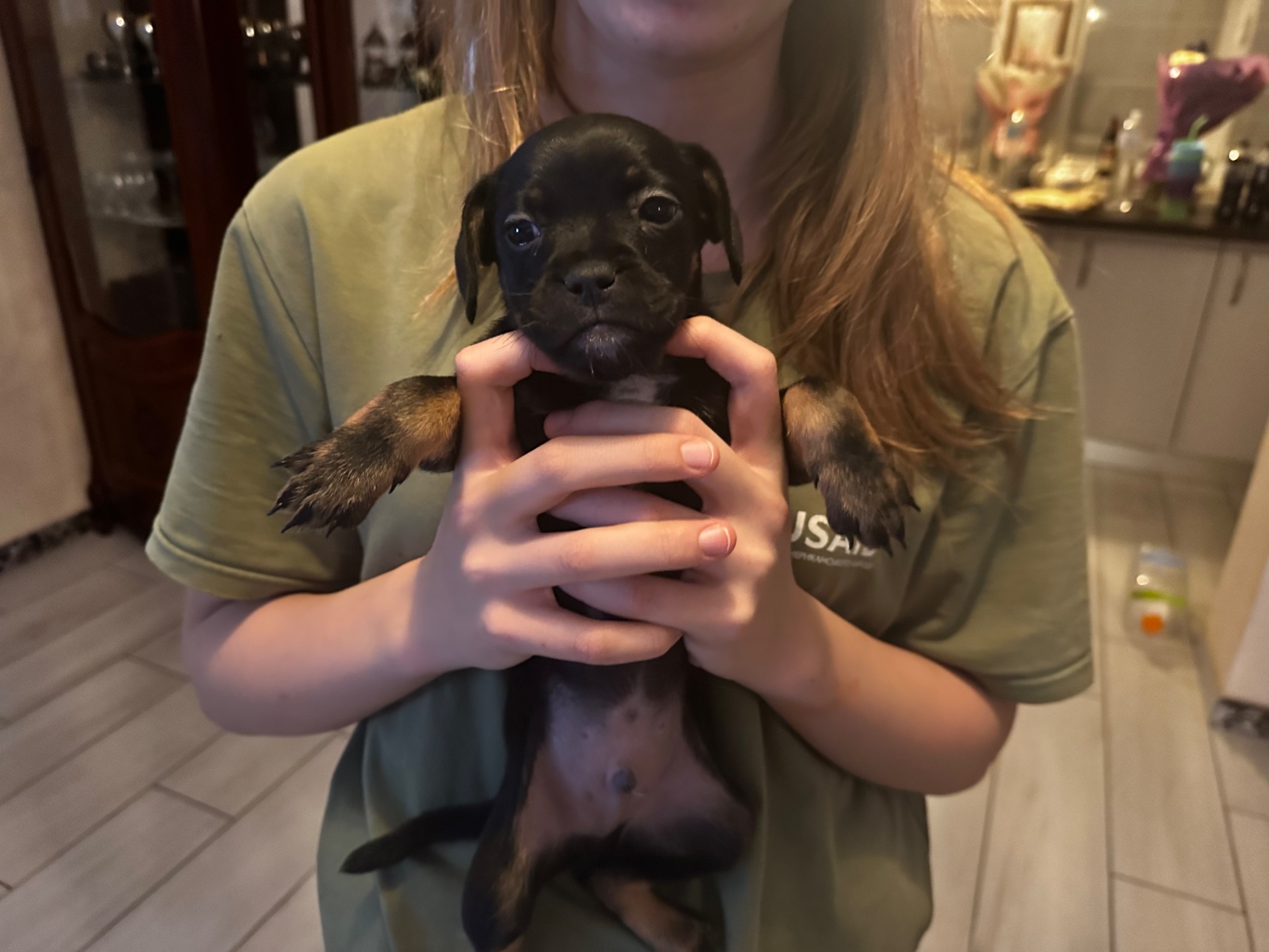 щенки французкого Бульдога (помесь)